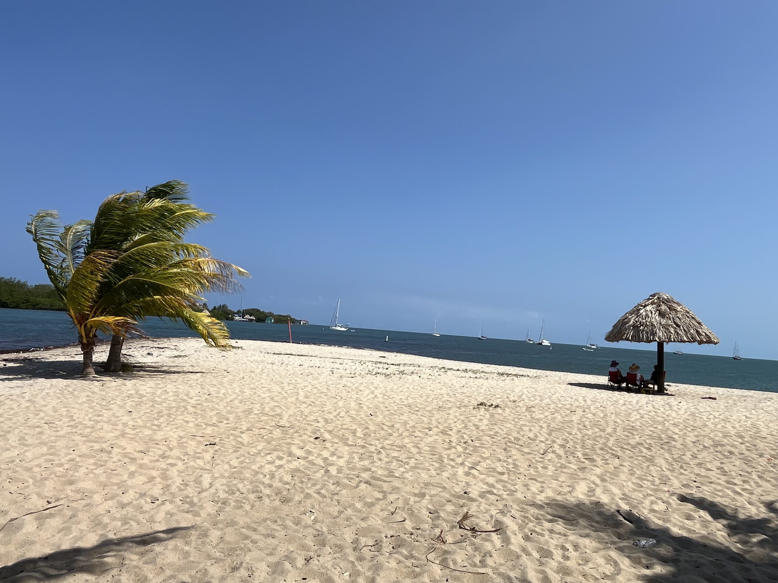 Placencia Belize beach with palm tree